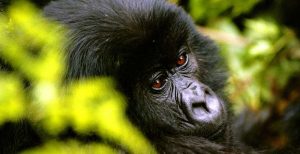 Eastern Africa