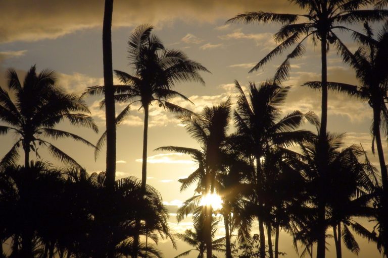 Sunset with silhouette palm trees in Fiji