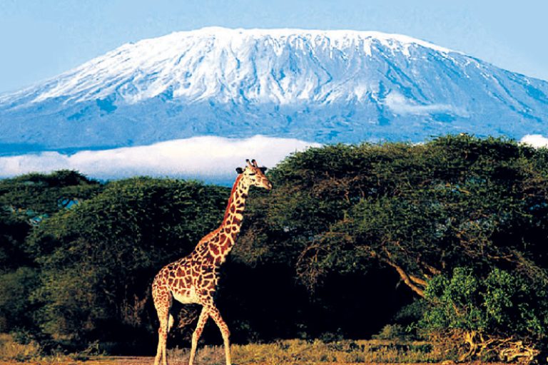 Giraffe walking in front of Kilimanjaro Mountain in Tanzania